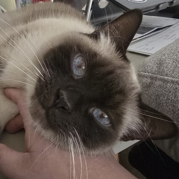 trufflewuffles